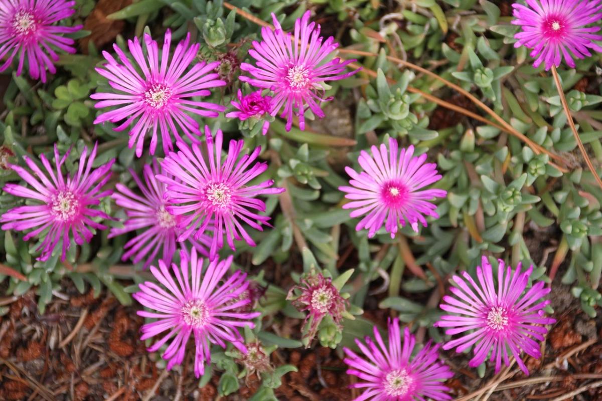 Hvilke blomster skal man plante på graven / foto pexels.com