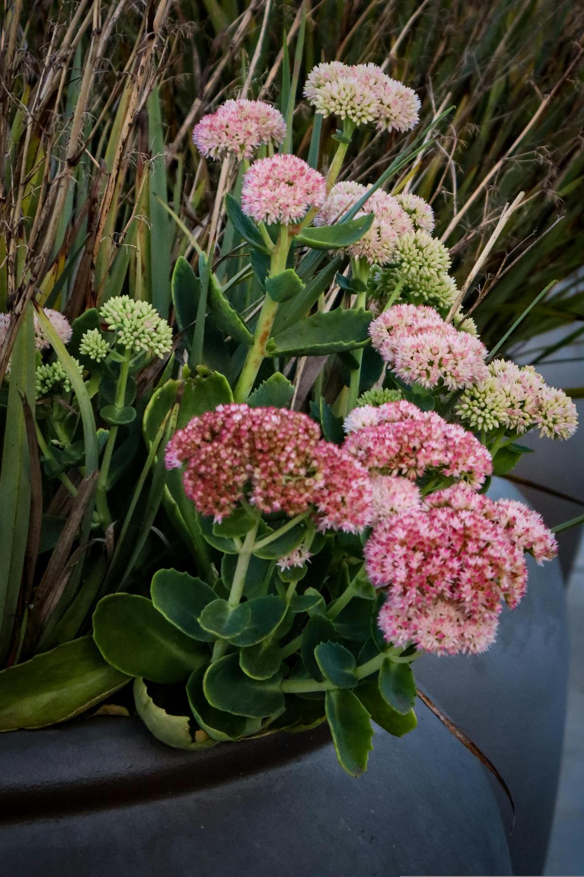 Hvilke blomster skal man plante på kirkegården for at blomstre hele sommeren / foto pexels.com