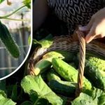 Agurkebuske vækkes til live: et øremiddel til at forlænge frugtsætning