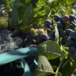 Blåbær kan modstå enhver frost: Gartneren afslørede de vigtigste efterårsplejehemmeligheder