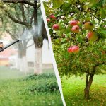 Bladlus vil aldrig røre æbletræer igen: en effektiv løsning med to ingredienser Bladlus vil aldrig røre æbletræer igen: en effektiv løsning med