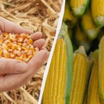Den bedste periode til at så majs i 2025: Gå