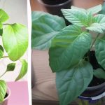 Disse fejl kan efterlade dig uden en afgrøde: Hvorfor peberplanter