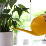 En fredelig lilje holder op med at gulne og genoplives