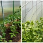 En rekordhøst vil overraske selv naboerne: Sådan fugter du hurtigt