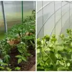 En rekordhøst vil overraske selv naboerne: Sådan fugter du hurtigt