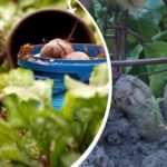 Enkel handling i august: En gartner fortalte, hvordan man gør