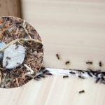 Farvel, irriterende skadedyr: Sådan slipper du af med myrer én