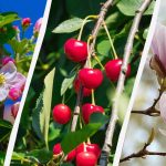 Gartnere har udpeget 8 træer, der ikke bør beskæres om