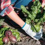 Hvad man ikke skal dyrke i køkkenhaven: Gartnere nævnte 5 problematiske planter, der er nemmere at købe Hvad man ikke skal dyrke i køkkenhaven: Gartnere nævnte 5