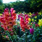 Hvad skal man så i febr: Eksperter har navngivet 6