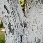 Hvorfor det er nødvendigt at kalke frugttræsstammer om foråret og ikke om efteråret: den evige strid og det rigtige svar hvorfor-det-er-noedvendigt-at-kalke-frugttraesstammer-om-foraaret-og.jpg