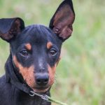 Hvorfor en hund ruller rundt, før den lægger sig ned: navigation, sikkerhed og et gammelt ritual hvorfor-en-hund-ruller-rundt-foer-den-laegger-sig-ned.jpg