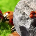 Opdrættet og smidt ned fra fly: Efter græshopperne angribes Ukraine