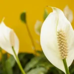 pleje-af-spathiphyllum-hvad-der-absolut-ikke-maa-goeres-med.webp.webp