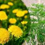 Portulaca, hvedegræs, ragweed: Sådan slipper du af med ukrudt i køkkenhaven for altid Portulaca, hvedegræs, ragweed: Sådan slipper du af med ukrudt i