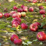 Rådne æbler er ikke gødning: 4 grunde til, at fordærvet frugt skal fjernes fra jorden Rådne æbler er ikke gødning: 4 grunde til, at fordærvet