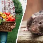 Rotter kommer ikke engang ind på grunden, hvis du planter