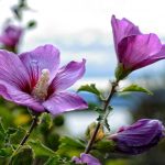Sådan beskærer du hibiscus korrekt for at få en frodig