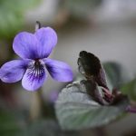 Sådan får du violer til at blomstre hele året rundt: vindueskarmens hemmelighed saadan-faar-du-violer-til-at-blomstre-hele-aaret-rundt.jpg