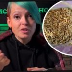 Sådan vælger du ciderplanter og overrasker dine naboer med en