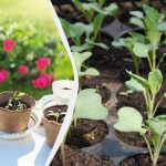 Tre gange mere afgrøde: Sådan belyser du kimplanter med fytolamper