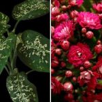 Tre stueplanter, der tiltrækker skadedyr til dit hjem Tre stueplanter, der tiltrækker skadedyr til dit hjem