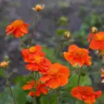 10 flerårige blomster, der kun bliver bedre med årene: Eksperter