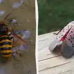 4 farlige insektarter truer din have og dit hjem