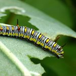 5 grunde til, at planter kan have hullede blade, og