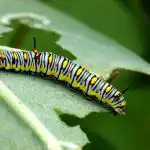 5 grunde til, at planter kan have hullede blade, og