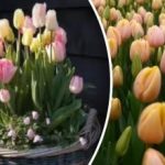 5 uventede ideer til tulipaner, der vil overraske naboerne og