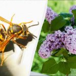 7 planter tiltrækker dødbringende hvepse: De bør ikke plantes i