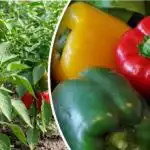 9 ud af 10 tager fejl: Sådan undgår du at