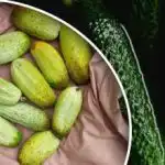 Agurkeafgrøder kan gå helt tabt: Hvilke naboer skader dem mest