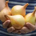 Alt om at dyrke løg i din køkkenhave: Eksperter har