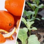 Både gødning og skadedyrsbekæmpelse: Gartnere har opdaget, hvordan de kan