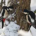 Bare det at se på fugle kan bremse hjernens aldring