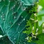 Blå farve mod whitefly: Sådan slipper du af med skadedyret