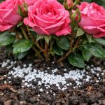 bladlus-undgaar-disse-buske-efter-en-simpel-justering-af-rosenernaeringen.png