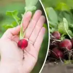 Bliv saftig og bitterfri: hvad du skal gøre med radiser