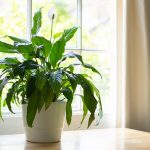 Blomstrer hele året rundt: Sådan transplanterer du spathiphyllum korrekt