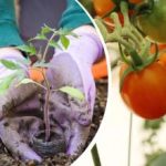 Dårlige naboer til tomater: hvilke planter vil udpine jorden og