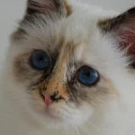 De 7 mest loyale katteracer, der aldrig vil lade dig være alene de-7-mest-loyale-katteracer-der-aldrig-vil-lade-dig.webp.webp