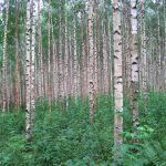 De 9 værste træer til haven: hvad du ikke skal