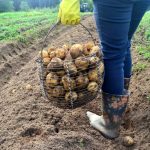 De dyrkes bedst sammen med kartofler for at få et