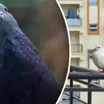 De flyver ikke op til en meter: Hvad skal du vaske din altan med for at afskrække duer? De flyver ikke op til en meter: Hvad skal du