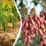 Deadlines er presserende: Hvornår skal man så purløg, og hvordan