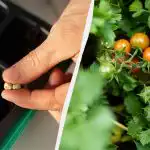 Der kommer spirer på tredjedagen: Sådan spirer du tomatfrø hurtigt