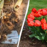 Det er allerede tid til at plante tulipanløg: hvilken stor